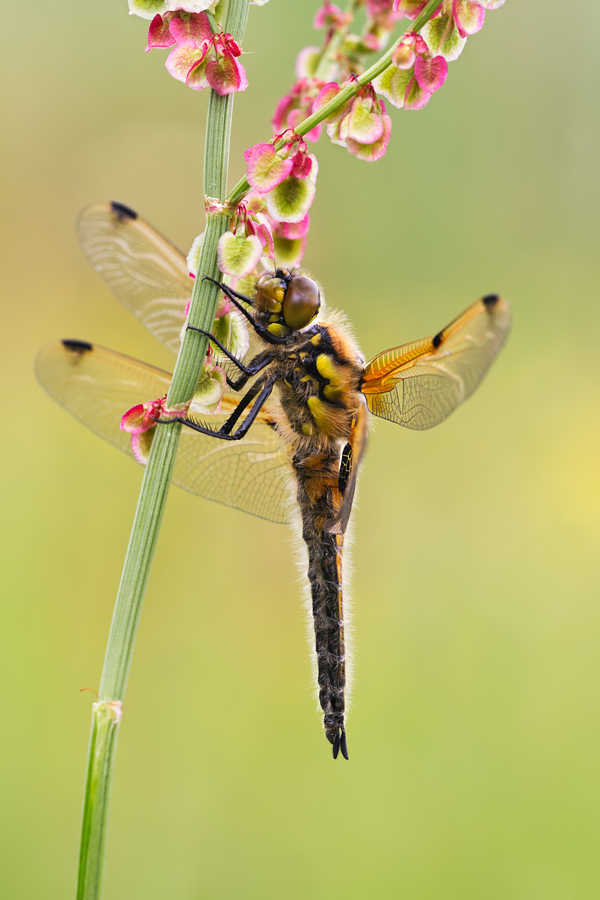Four Spotted Chaser 3